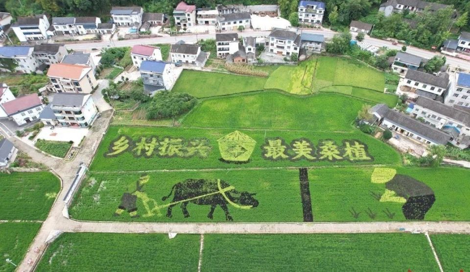 届赛事的前, 巨型稻田艺